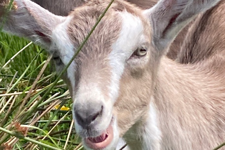 goat kid (c) Trossachs Ebike Tours