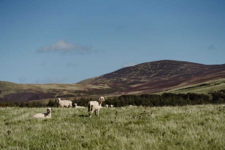 Errington Cheese Landscape 5