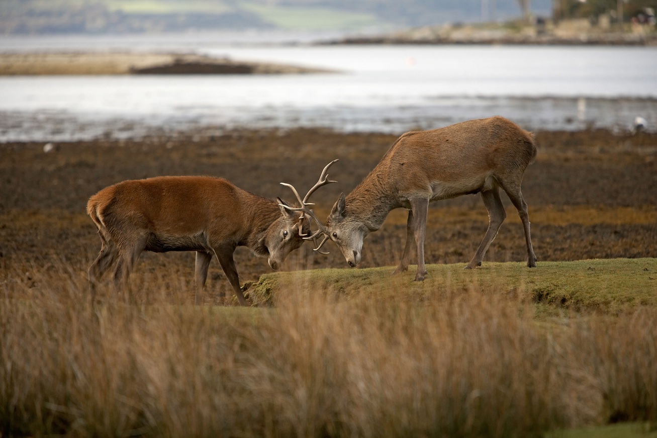 Play Scotland This Summer VisitScotland Travel Trade play-scotland-this-summer-visitscotland-travel-trade